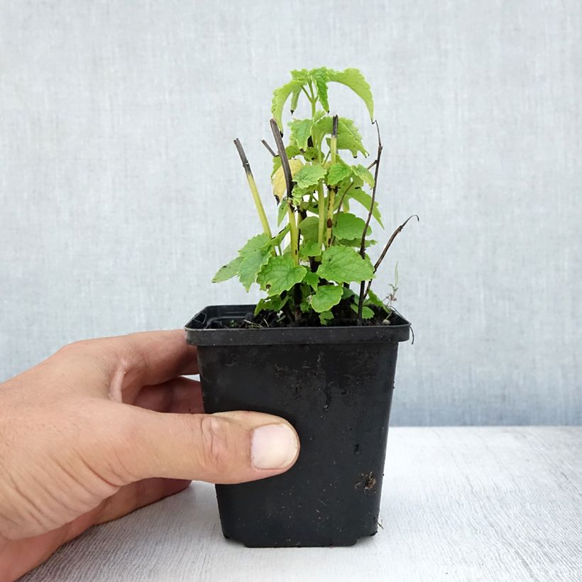Amostra de Agastache rugosa Alabaster Vaso de 8/9 cm tal como entregue no verão