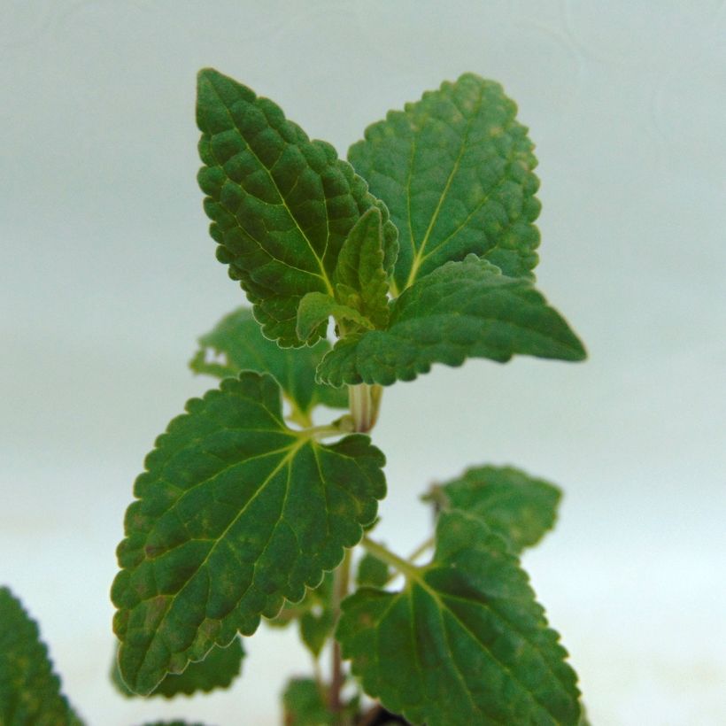 Agastache Summer Love (Folhagem)