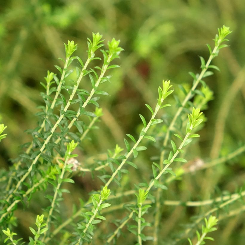 Agathosma capensis (Folhagem)
