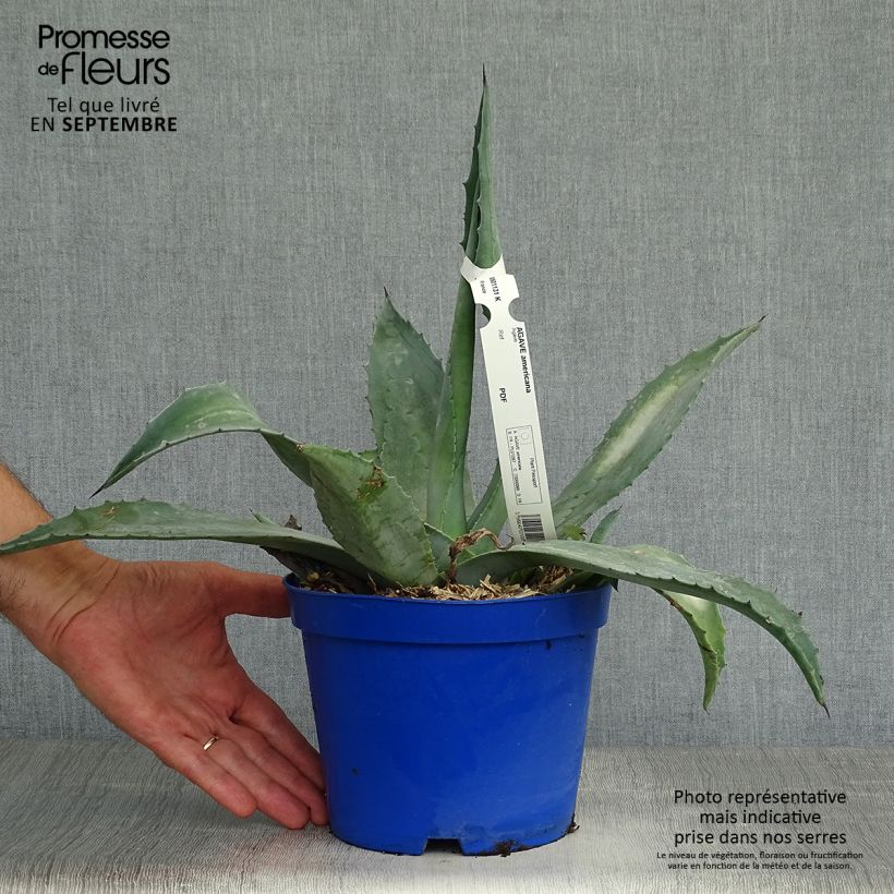 Amostra de Agave americana Vaso de 3 L/4 L tal como entregue no outono