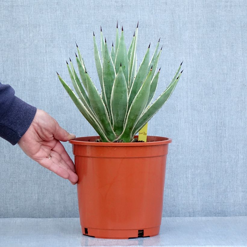 Amostra de Agave angustifolia Marginata Pot de 4L/5L tal como entregue no inverno