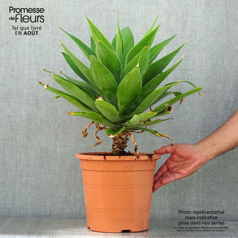 Amostra de Agave attenuata Vaso de 7,5 L/10 L tal como entregue no verão