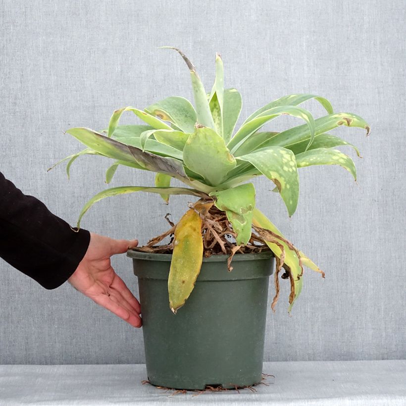 Amostra de Agave attenuata Vaso de 7,5 L/10 L tal como entregue no inverno