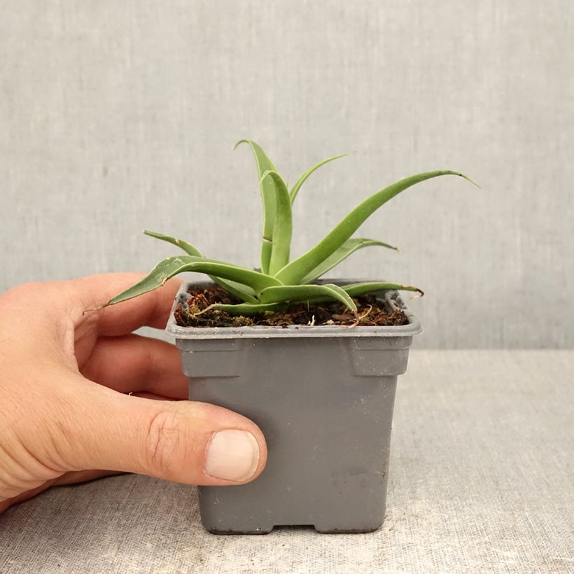 Amostra de Agave bracteosa Vaso de 8/9 cm tal como entregue na primavera