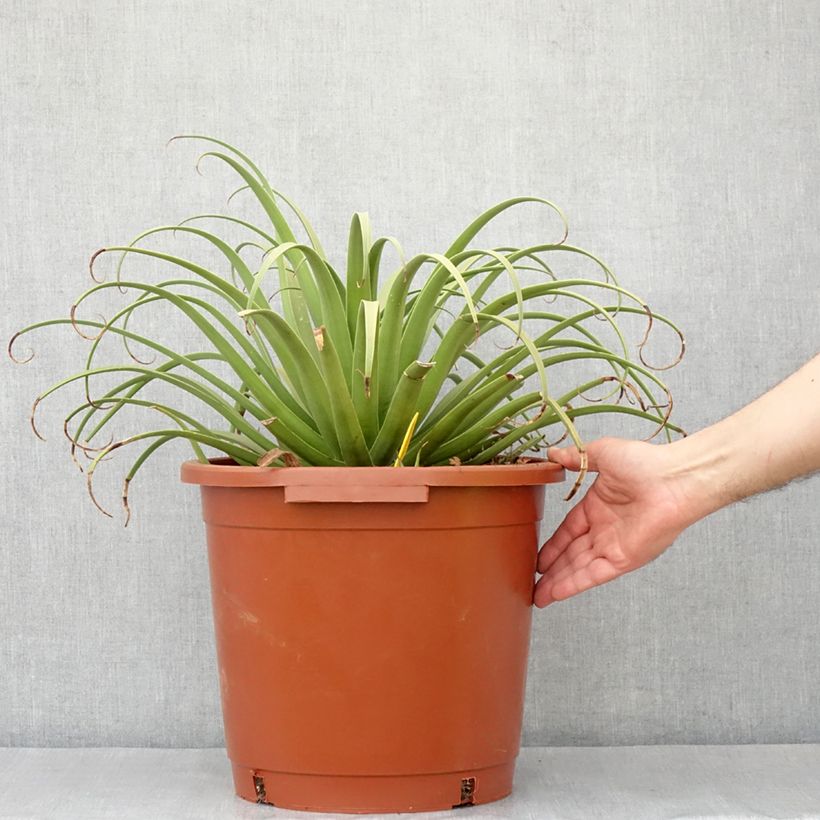 Amostra de Agave bracteosa Pot de 12L/15L tal como entregue no inverno