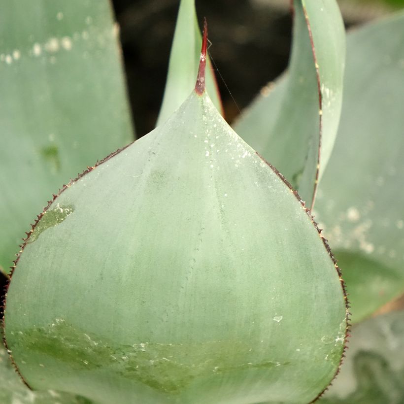 Agave celsii Nova (Folhagem)