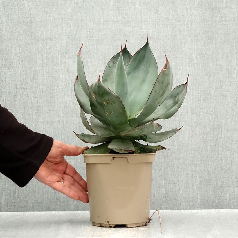Amostra de Agave celsii Nova Vaso de 3 L/4 L tal como entregue no outono