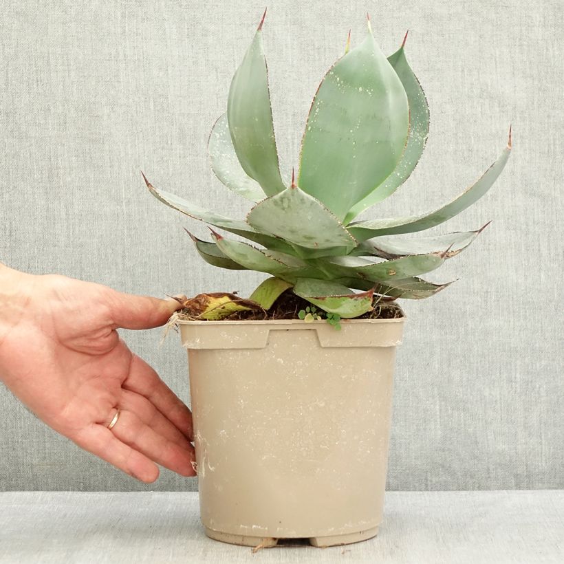 Amostra de Agave celsii Nova Vaso de 3 L/4 L tal como entregue no verão