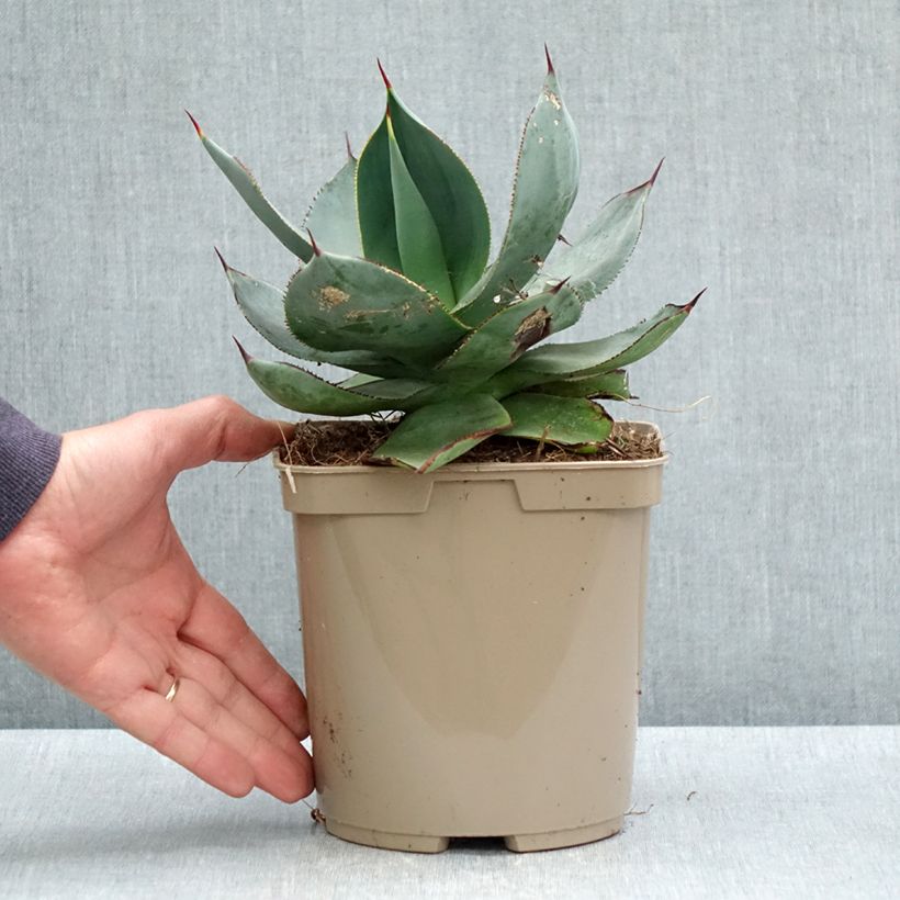 Amostra de Agave celsii Nova Vaso de 3 L/4 L tal como entregue na primavera