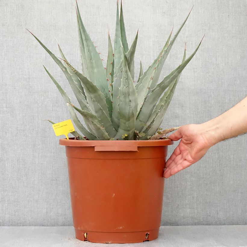 Amostra de Agave chrysantha - Agave doré Pot de 12L/15L tal como entregue na primavera