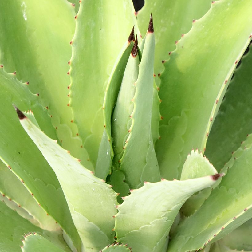 Agave desmetiana (Folhagem)