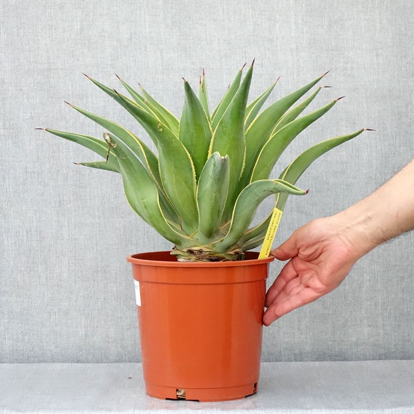 Amostra de Agave desmetiana Variegata - Agave lisse Pot de 6L/7L tal como entregue no inverno