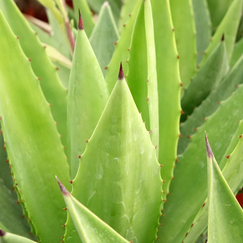 Agave fourcroydes (Folhagem)