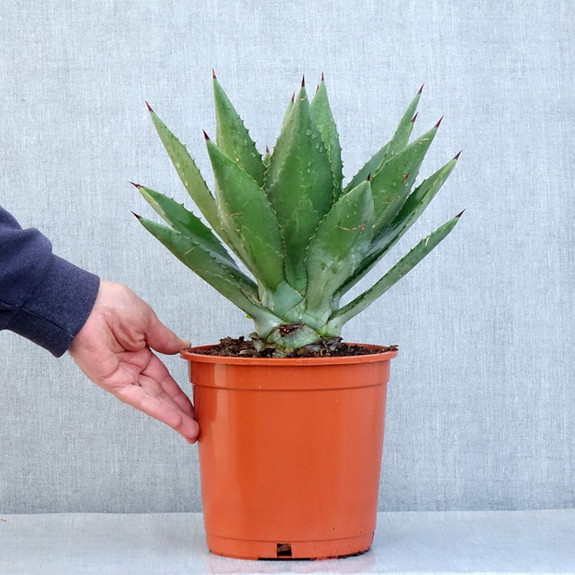 Amostra de Agave fourcroydes - Henequen Pot de 4L/5L tal como entregue no inverno