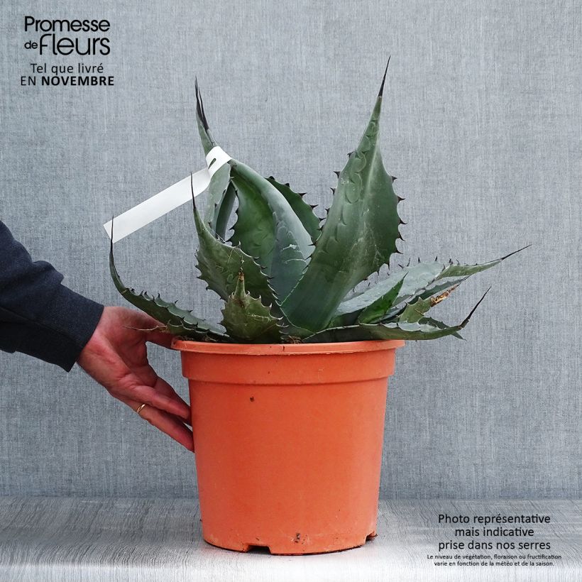 Amostra de Agave havardiana Vaso de 7,5 L/10 L tal como entregue no outono