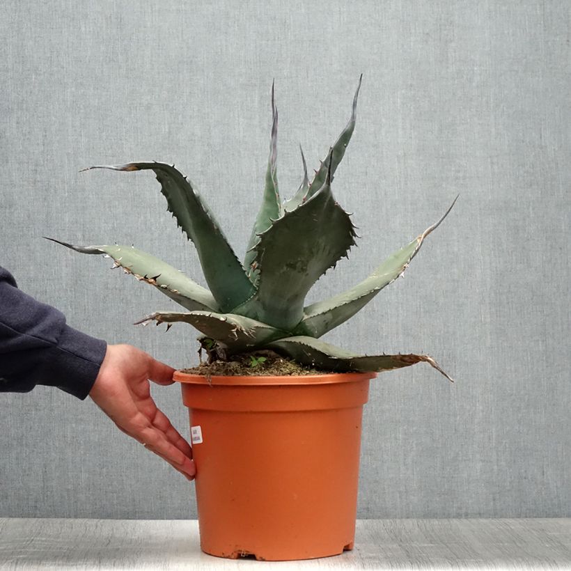 Amostra de Agave havardiana Vaso de 7,5 L/10 L tal como entregue no verão