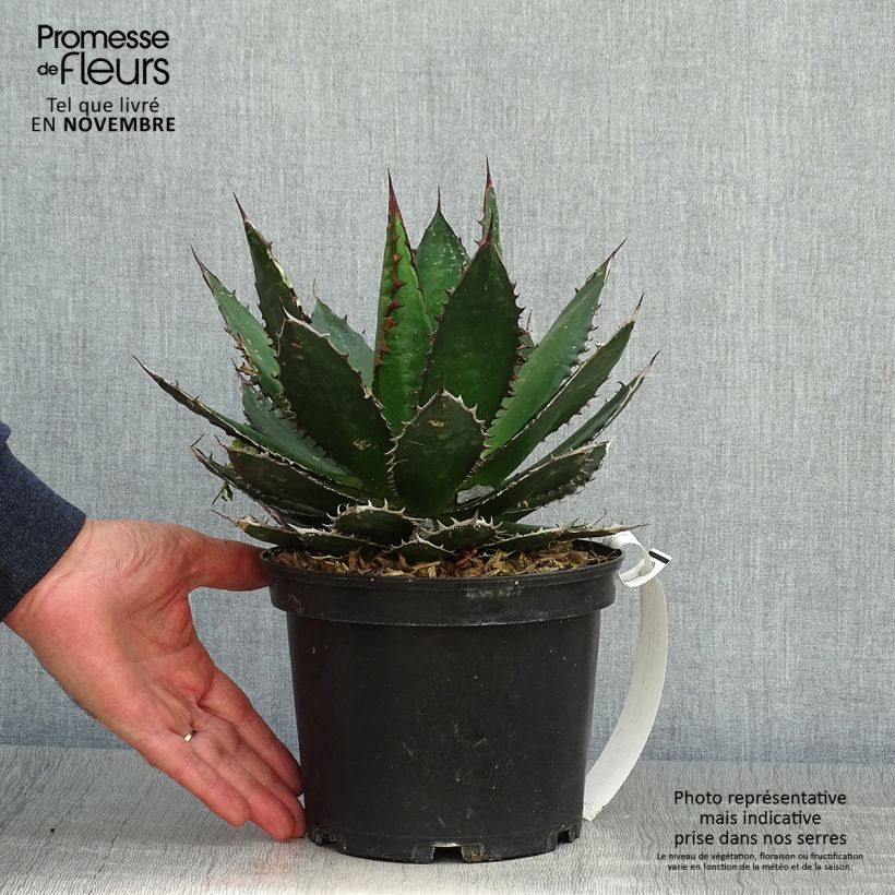 Amostra de Agave horrida Vaso de 3 L/4 L tal como entregue no outono