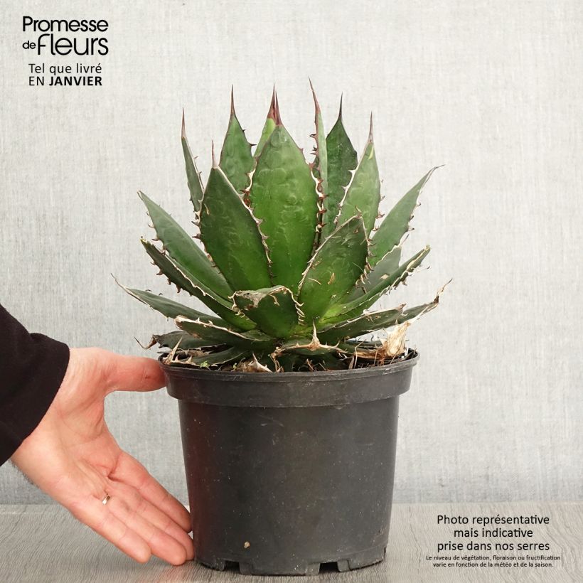 Amostra de Agave horrida Vaso de 3 L/4 L tal como entregue no inverno