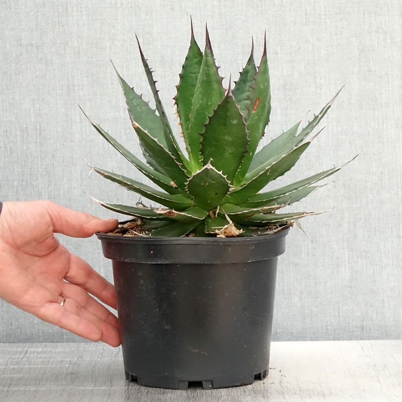 Amostra de Agave horrida Vaso de 3 L/4 L tal como entregue na primavera