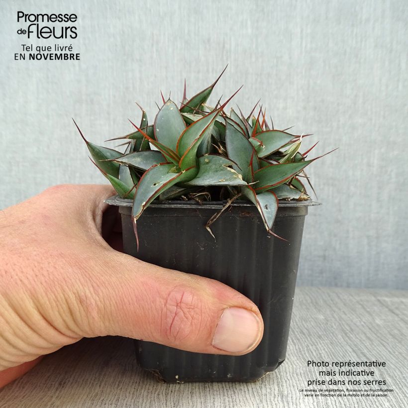 Amostra de Agave impressa Impressive Vaso de 8/9 cm tal como entregue no outono