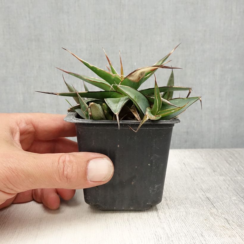 Amostra de Agave impressa Impressive Vaso de 8/9 cm tal como entregue no verão