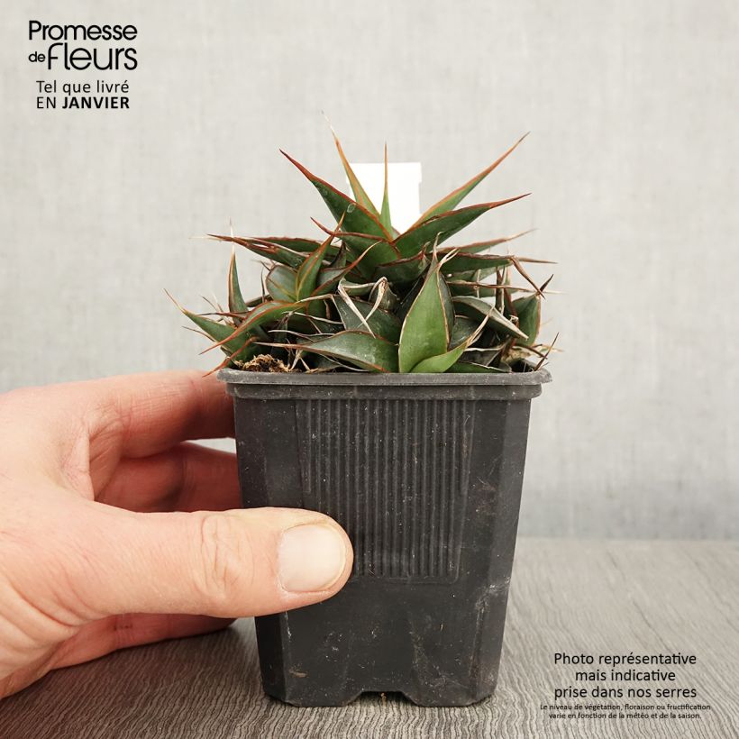 Amostra de Agave impressa Impressive Vaso de 8/9 cm tal como entregue no inverno