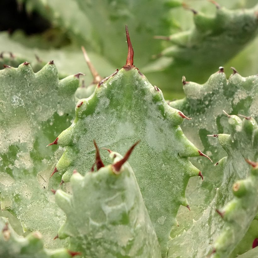 Agave isthmensis (Folhagem)