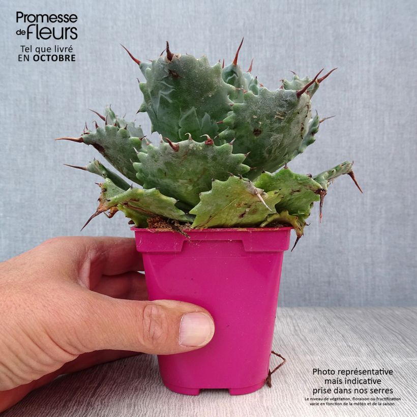 Amostra de Agave isthmensis Pot de 10 cm/11cm tal como entregue no outono