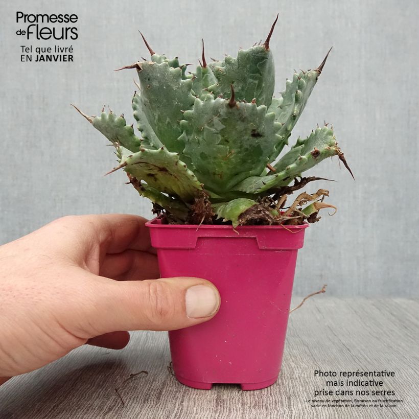 Amostra de Agave isthmensis Vaso de 10 cm/11 cm tal como entregue no inverno