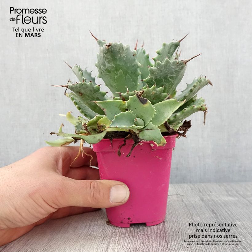 Amostra de Agave isthmensis Vaso de 10 cm/11 cm tal como entregue na primavera