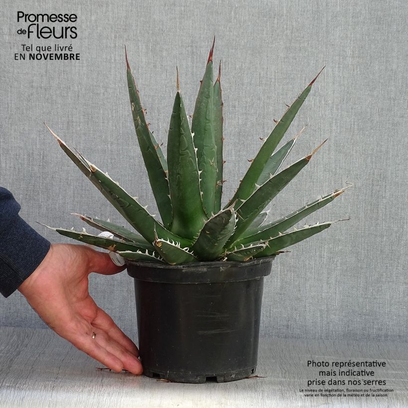 Amostra de Agave kerchovei Vaso de 3 L/4 L tal como entregue no outono
