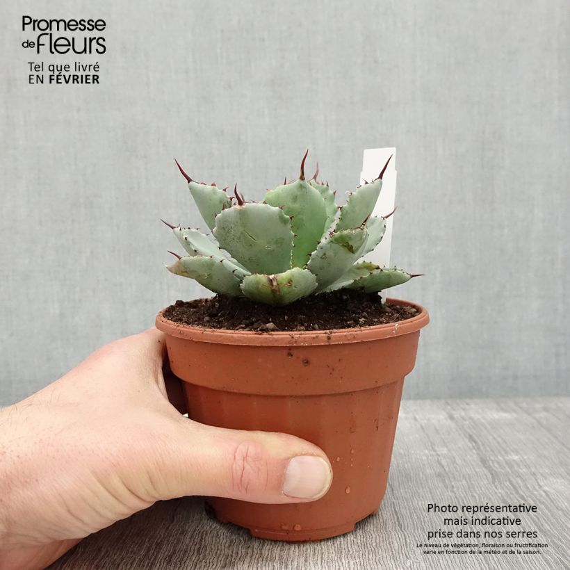 Amostra de Agave Kikijokan Pot de 12 cm / 13 cm tal como entregue no inverno