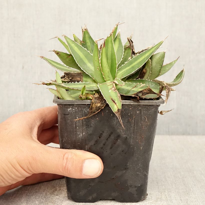 Amostra de Agave lophantha Vaso de 12 cm/13 cm tal como entregue na primavera