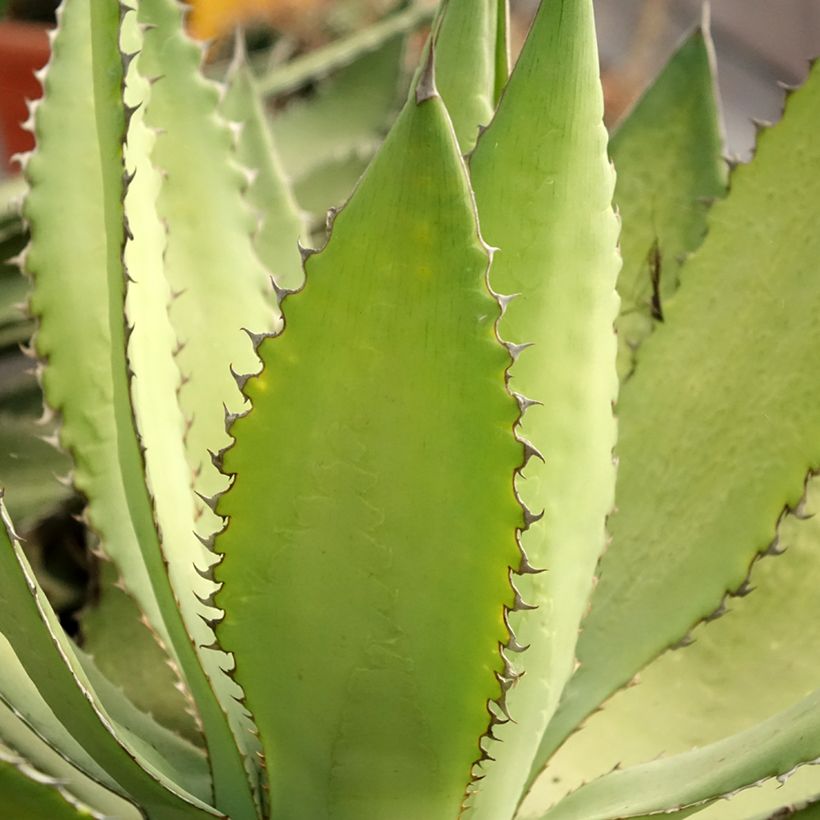 Agave lophantha Ensifera (Folhagem)