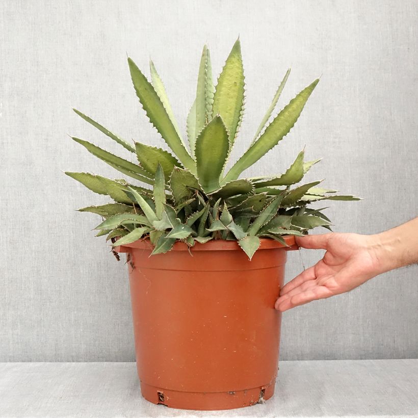 Amostra de Agave lophantha Ensifera Vaso de 12 L/15 L tal como entregue no verão