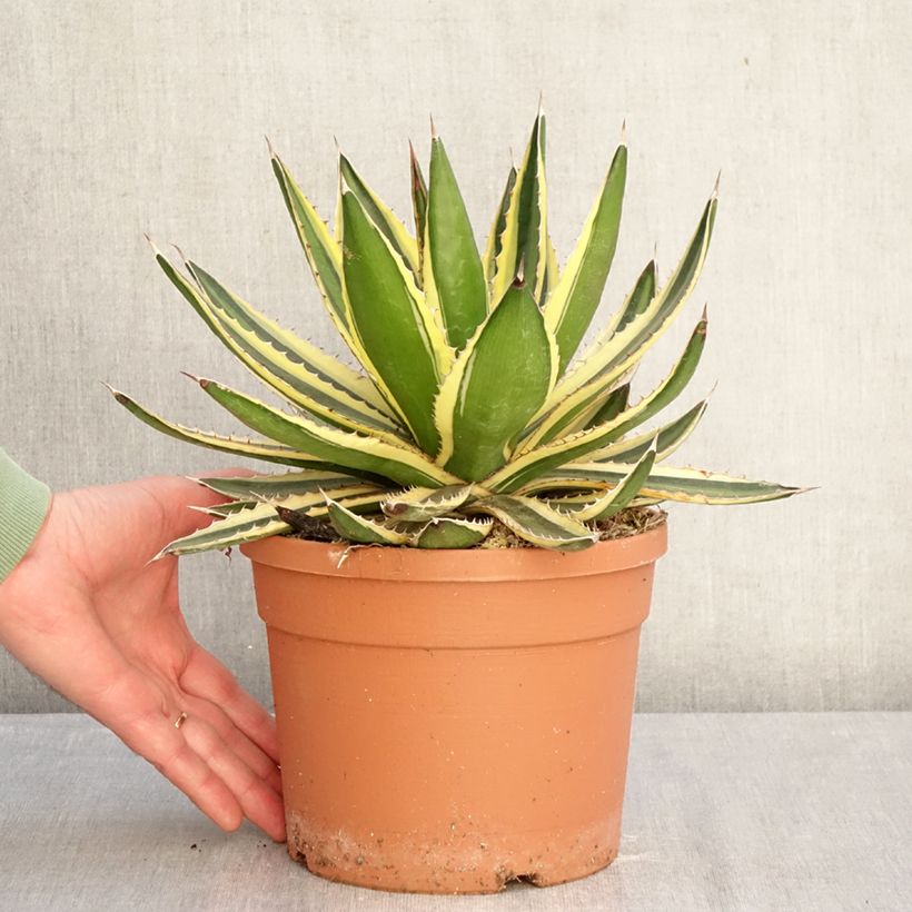 Amostra de Agave lophantha Quadricolor Vaso de 3 L/4 L tal como entregue no inverno