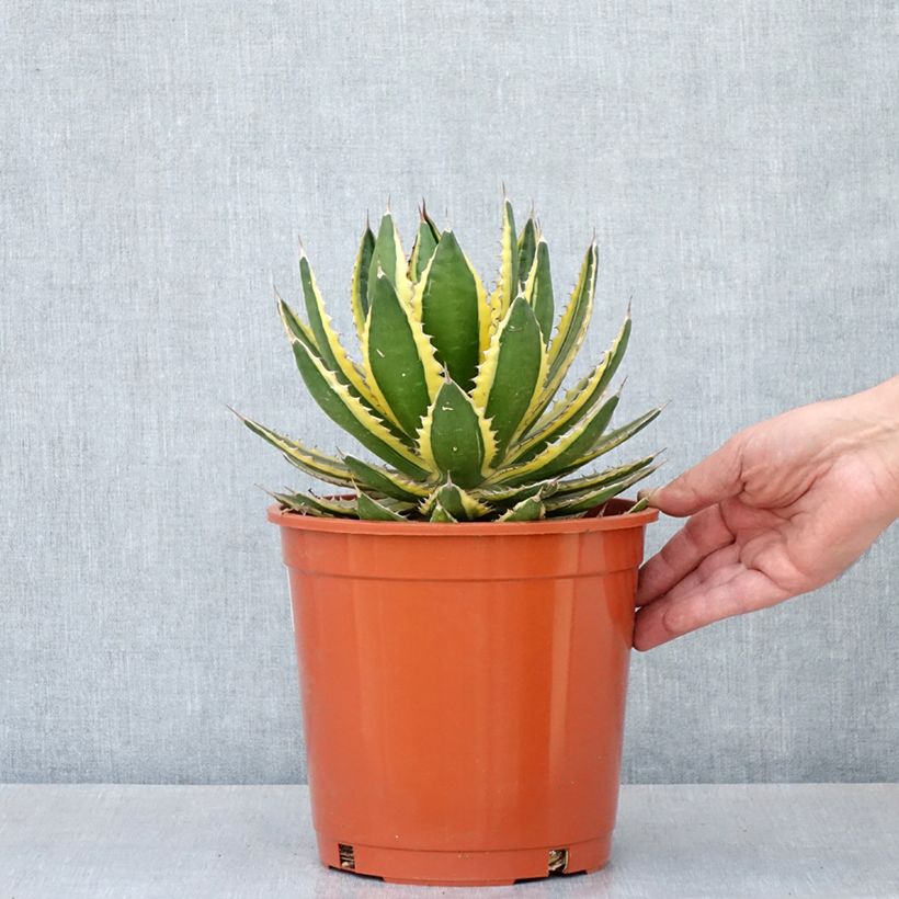 Amostra de Agave lophantha Quadricolor - Agave à quatre couleurs Pot de 3L/4L tal como entregue na primavera