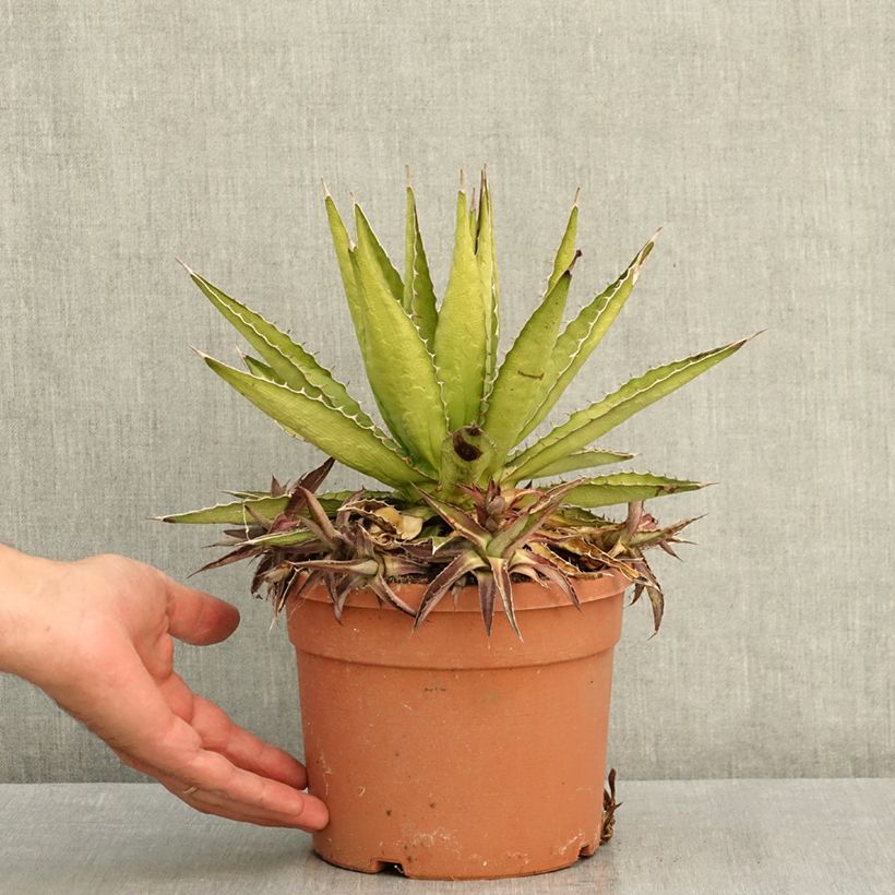 Amostra de Agave lophantha Splendida Vaso de 3 L/4 L tal como entregue no verão