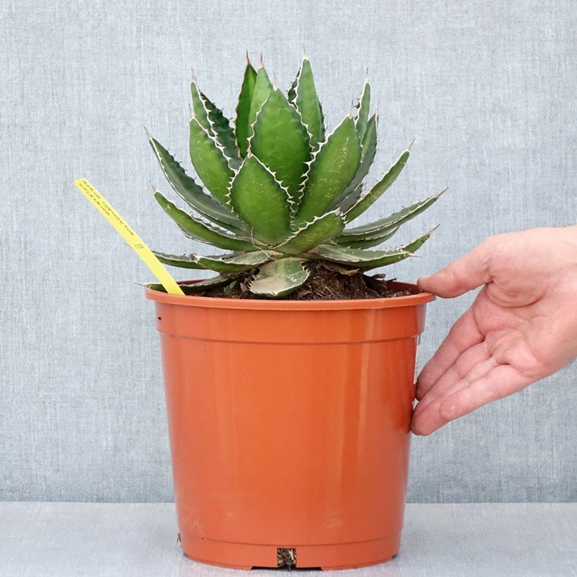 Amostra de Agave lophantha Splendida - Agave bicolore Pot de 3L/4L tal como entregue na primavera