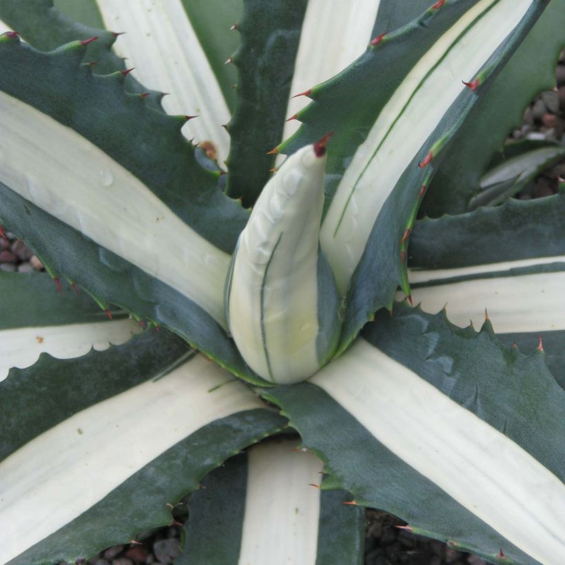 Agave americana Mediopicta Alba (Folhagem)