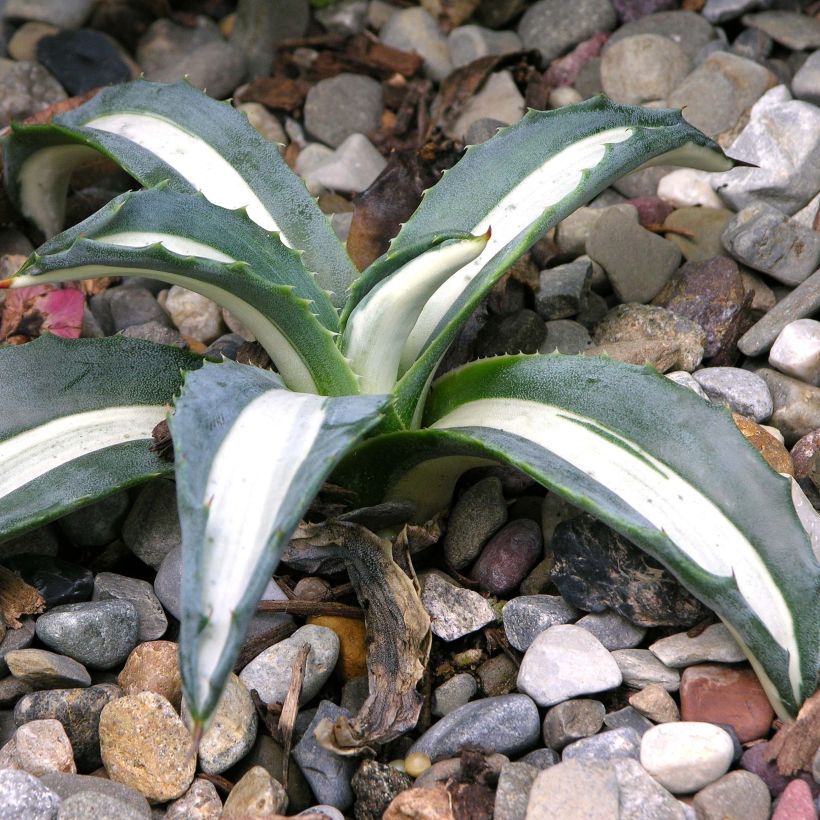 Agave americana Mediopicta Alba (Floração)