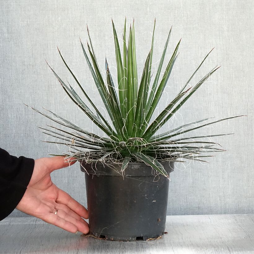 Amostra de Agave multifilifera Vaso de 3 L/4 L tal como entregue no outono