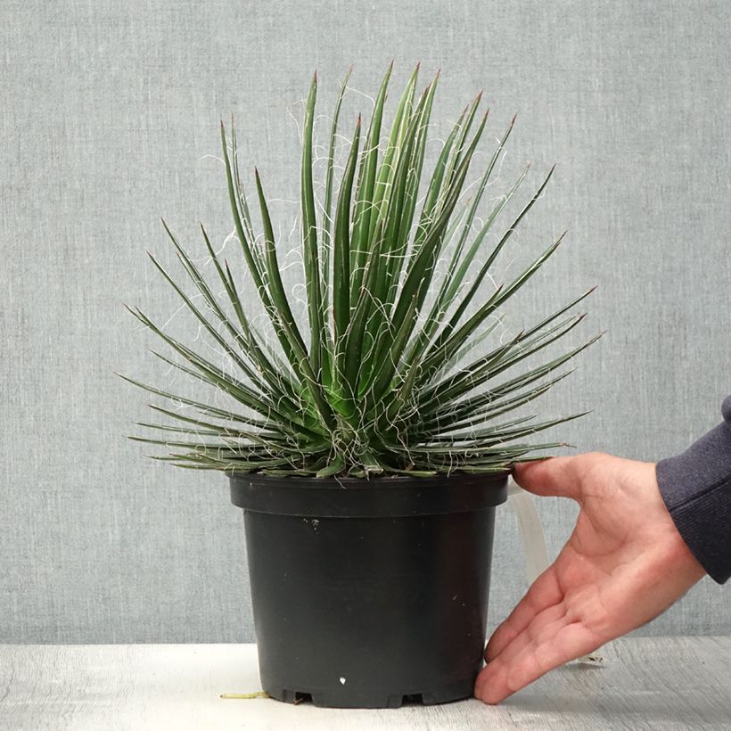 Amostra de Agave multifilifera Vaso de 3 L/4 L tal como entregue no verão