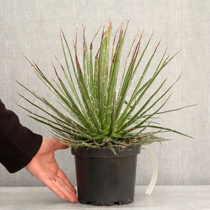 Amostra de Agave multifilifera - Agave des montagnes Pot de 3L/4L tal como entregue no inverno