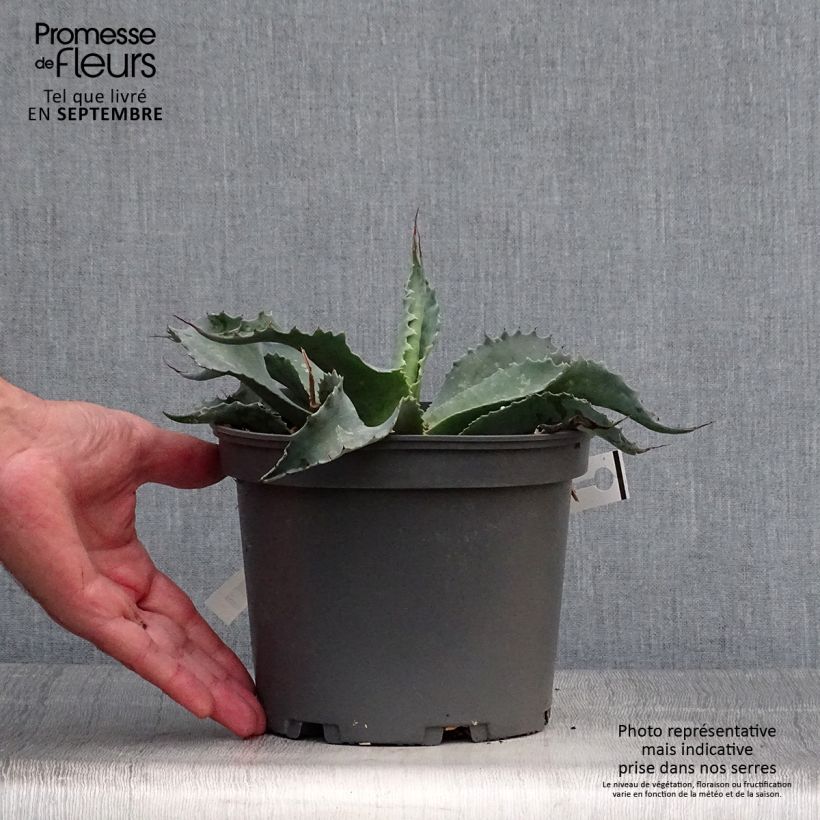 Amostra de Agave ovatifolia Vaso de 3 L/4 L tal como entregue no outono