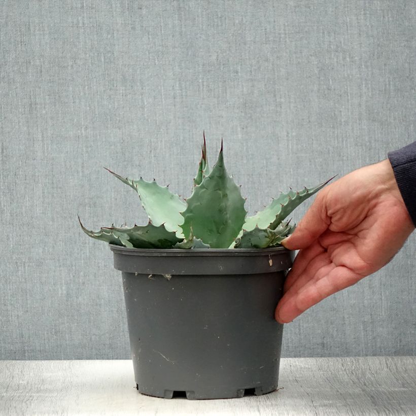 Amostra de Agave ovatifolia Vaso de 3 L/4 L tal como entregue no verão