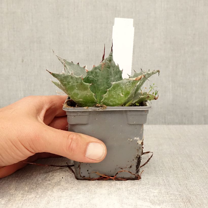 Amostra de Agave parrasana Vaso de 8/9 cm tal como entregue na primavera