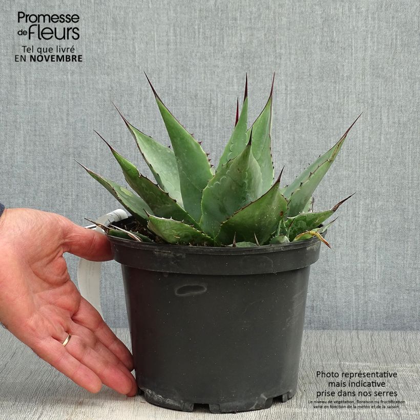 Amostra de Agave parrasana Vaso de 3 L/4 L tal como entregue no outono