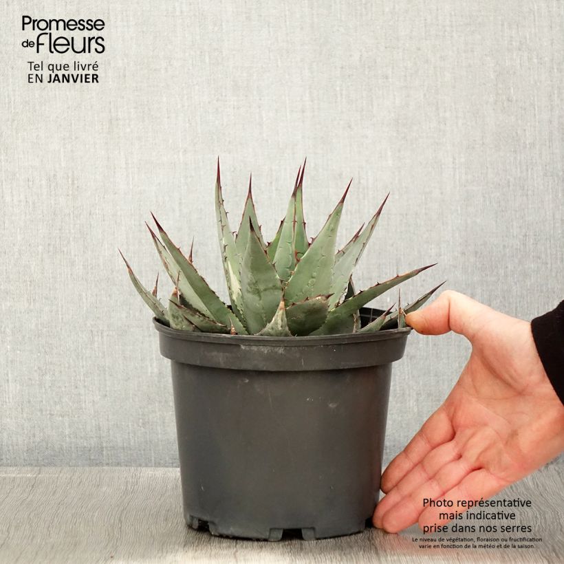Amostra de Agave parrasana Vaso de 3 L/4 L tal como entregue no inverno