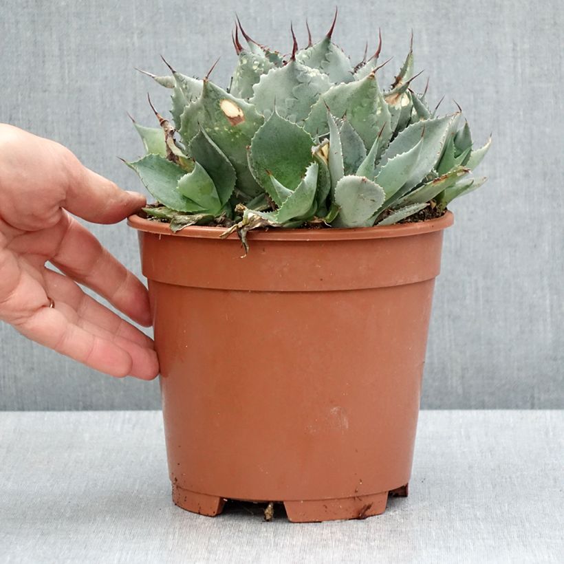 Amostra de Agave parrasana Vaso de 3 L/4 L tal como entregue na primavera